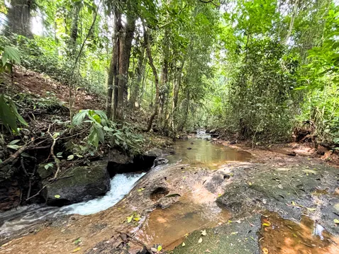 Riverside forest view of a lot for sale near La Fortuna, Costa Rica, with lush greenery and a peaceful stream.