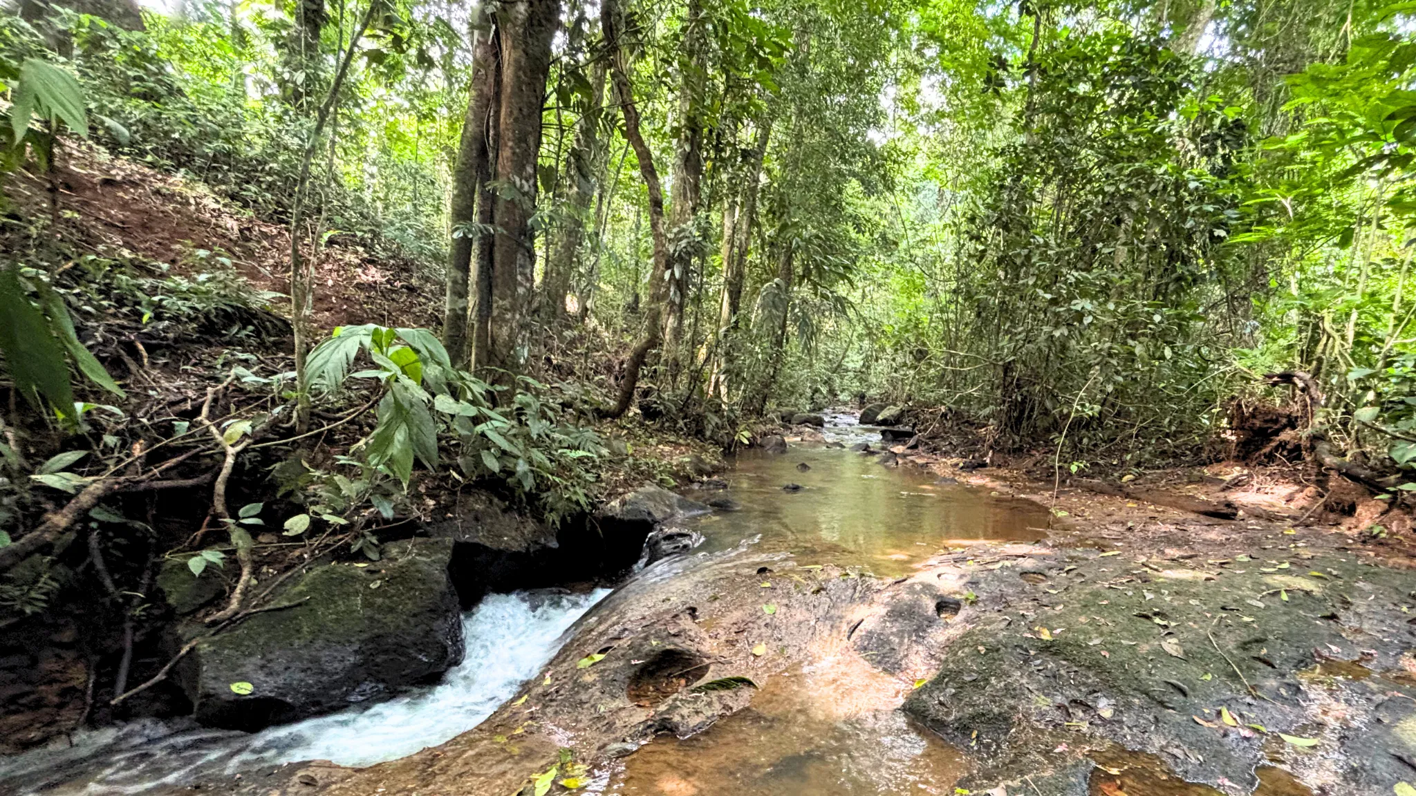 Riverside forest view of a lot for sale near La Fortuna, Costa Rica, with lush greenery and a peaceful stream.